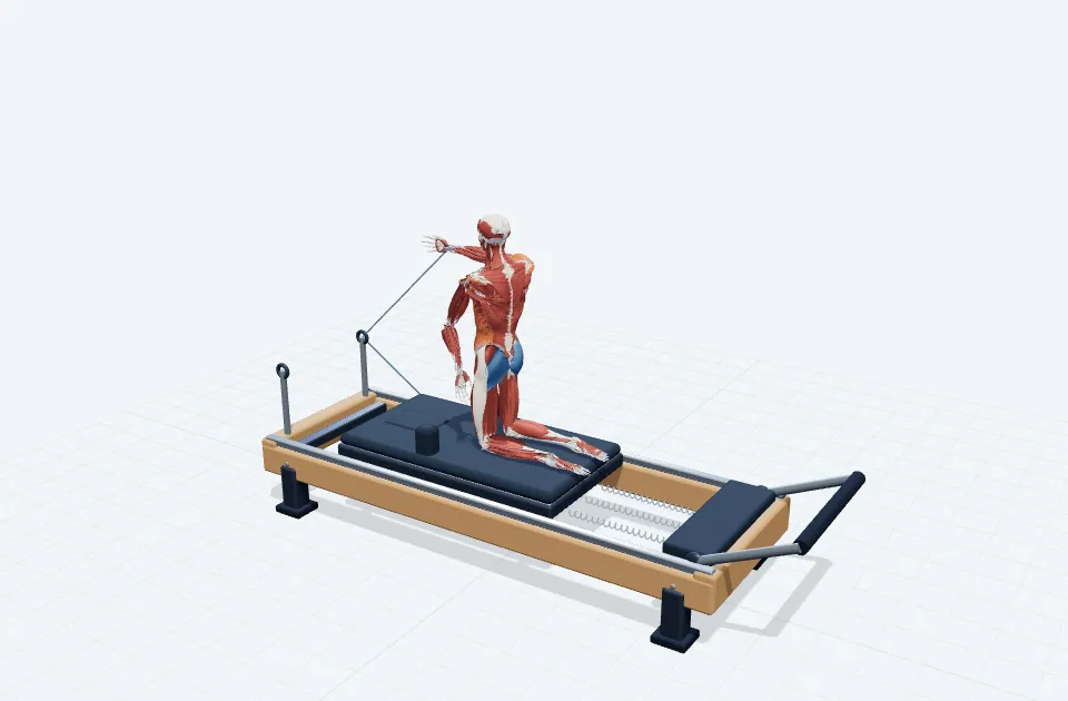 トールニーリングツイストリーチの動作の一場面を示す3D模式図