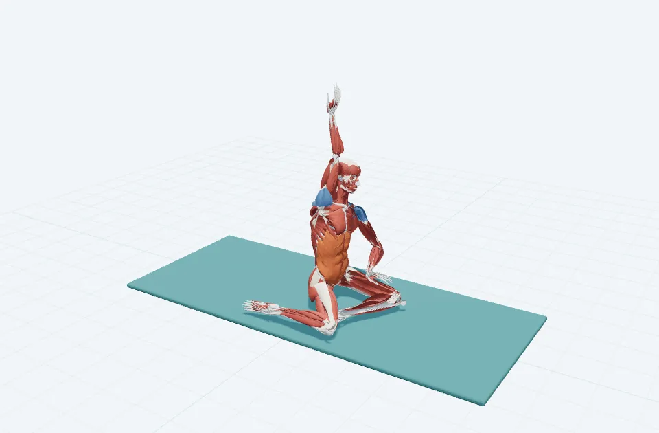 A schematic 3D view of Mermaid · Seated Side Bend
