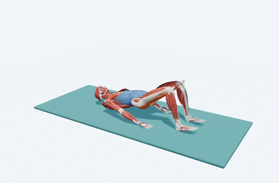 ペルビックカールの3D模式図