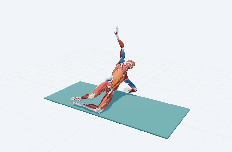 サイドベンド・プレップの動作の一場面を示す3D模式図