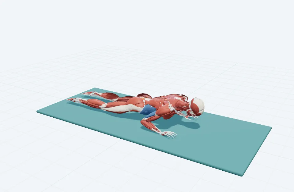 スワン・プレップの3D模式図