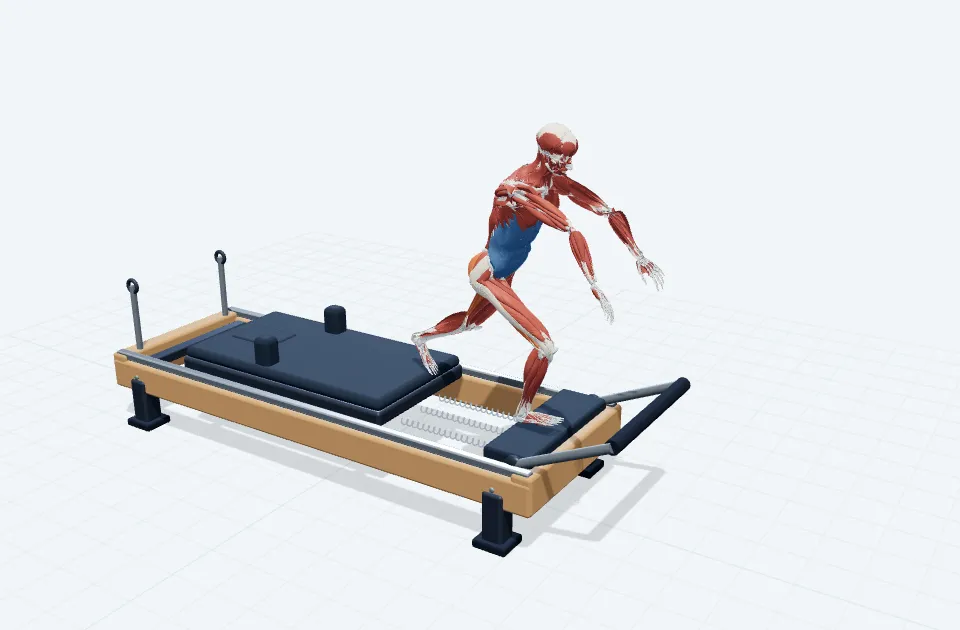 シングルレッグデッドリフトの動作の一場面を示す3D模式図