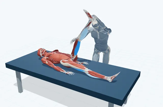 A schematic 3D view of Supported Knee Extension