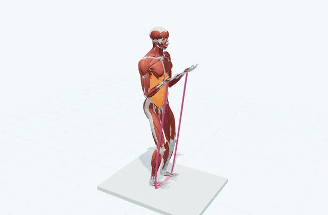 腕の前側のチューブトレーニング(肘を曲げる)の動作の一場面を示す3D模式図