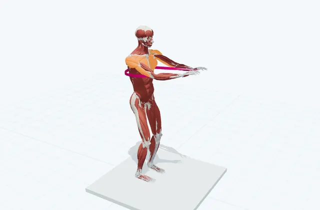 胸のチューブトレーニング(前へ押し出す)の動作の一場面を示す3D模式図