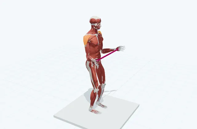 肩のチューブトレーニング(外回し)の動作の一場面を示す3D模式図