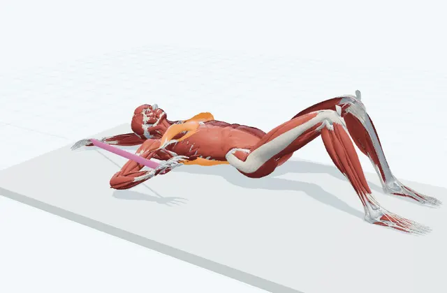 A schematic 3D view of Supine Band Shoulder Internal Rotation