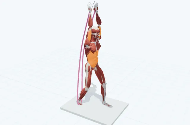 二の腕のチューブトレーニング(頭上で伸ばす)の動作の一場面を示す3D模式図