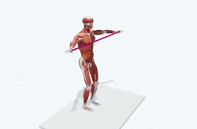 肩の後ろのチューブトレーニング(左右に開く)の動作の一場面を示す3D模式図