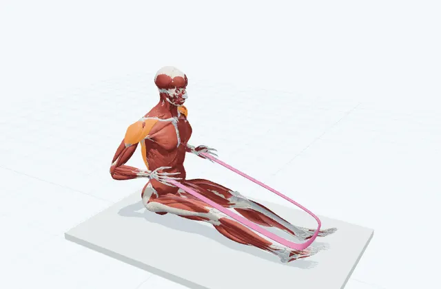 背中のチューブトレーニング(座って引く)の動作の一場面を示す3D模式図
