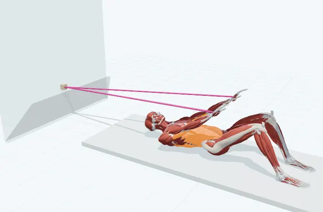 背中のチューブトレーニング(腕を下ろす)の動作の一場面を示す3D模式図