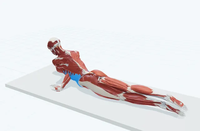 お腹のストレッチ(うつ伏せ・腕を伸ばす)の動作の一場面を示す3D模式図