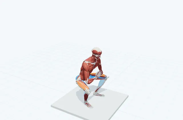 内もものストレッチ(深くしゃがむ)の動作の一場面を示す3D模式図