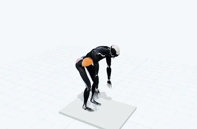 股関節から前へ倒して戻るの3D模式図