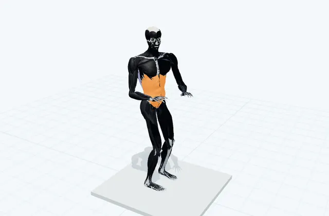 上体を左右にひねるの3D模式図