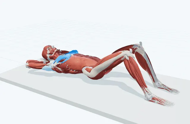 胸のストレッチ(仰向け・肘を開く)の動作の一場面を示す3D模式図