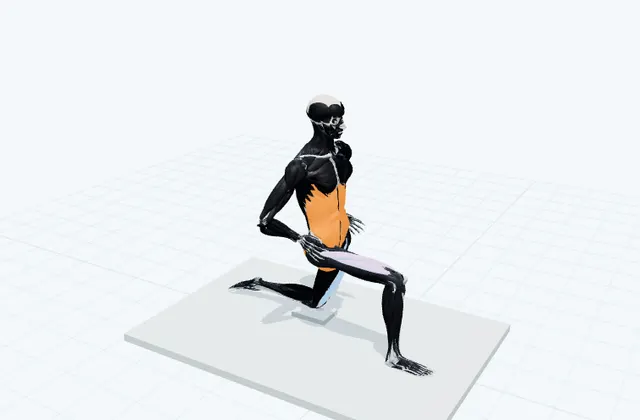 片膝立ちの股関節前面の3D模式図