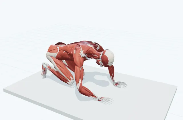 足の裏と足指のストレッチ(膝をついて)の動作の一場面を示す3D模式図