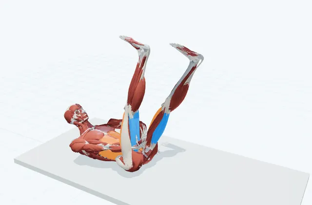 もも裏の動的ストレッチ(仰向けで脚を下ろす)の動作の一場面を示す3D模式図