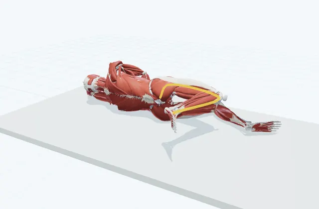 A schematic 3D view of Side-Lying Femoral Nerve Glide