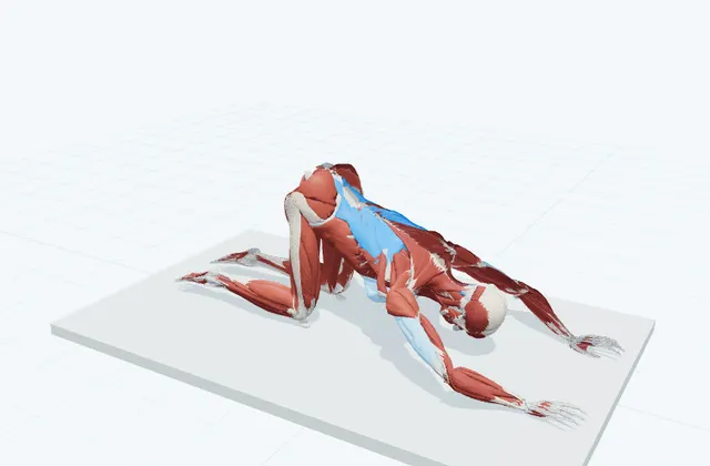 背中と脇のストレッチ(四つ這い・胸を床へ)の動作の一場面を示す3D模式図