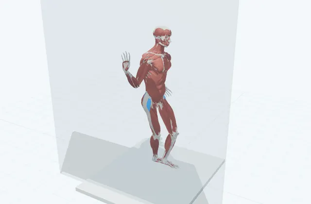 太ももの外側のストレッチ(脚を交差)の動作の一場面を示す3D模式図