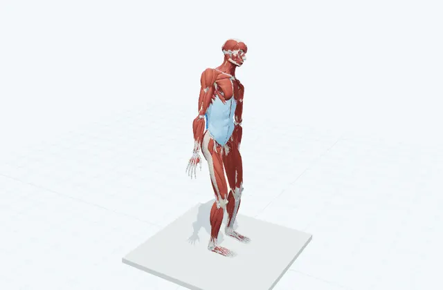体側のストレッチ(立って)の動作の一場面を示す3D模式図