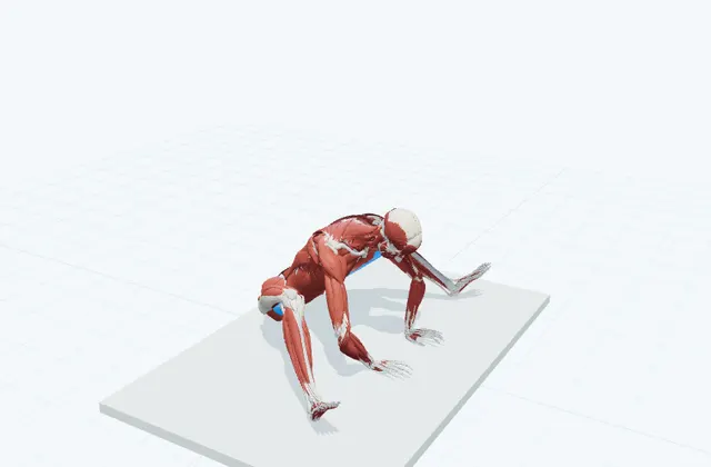 内もものストレッチ(開脚して前へ)の動作の一場面を示す3D模式図