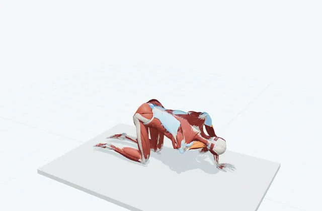 背中の動的ストレッチ(四つ這いで腕を通す)の動作の一場面を示す3D模式図