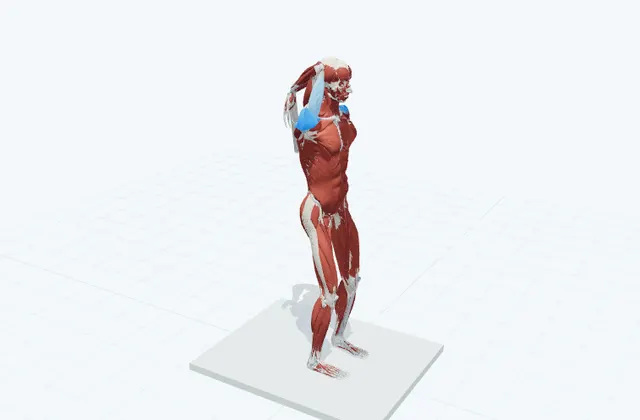 肩の後ろのストレッチ(タオル)の動作の一場面を示す3D模式図