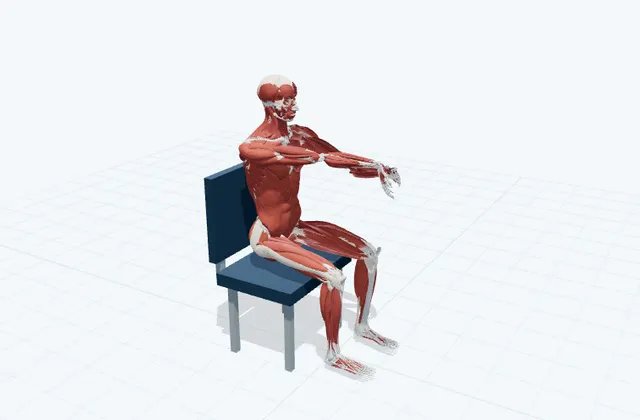 手のひら側の前腕の3D模式図