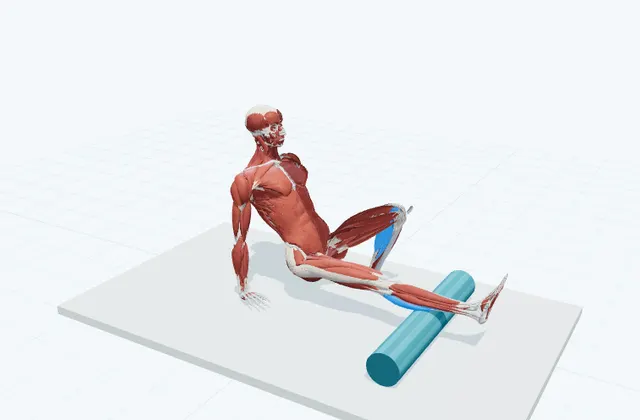 ふくらはぎのフォームローラー(転がす)の動作の一場面を示す3D模式図