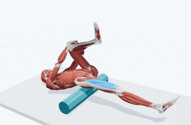 股関節の前のフォームローラー(骨盤を乗せる)の動作の一場面を示す3D模式図