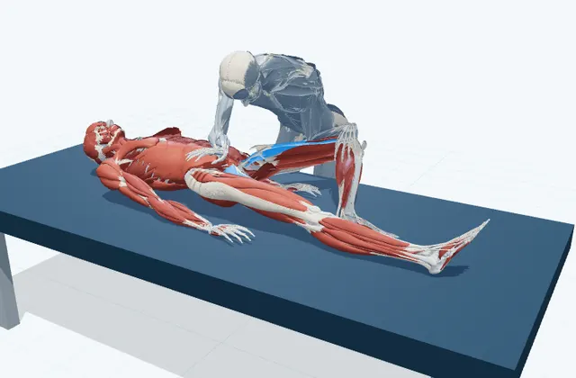 内ももの補助ストレッチ(膝を曲げて)の動作の一場面を示す3D模式図