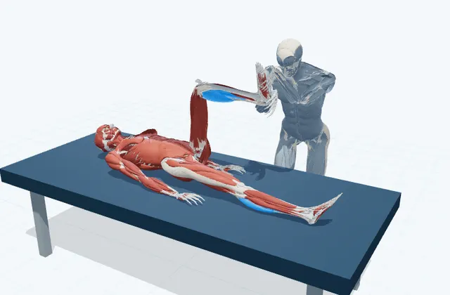 ふくらはぎの補助ストレッチ(膝を曲げて)の動作の一場面を示す3D模式図
