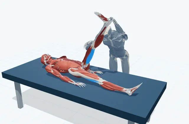 もも裏の補助ストレッチ(外側)の動作の一場面を示す3D模式図