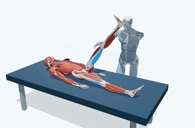 もも裏の補助ストレッチ(内側)の動作の一場面を示す3D模式図