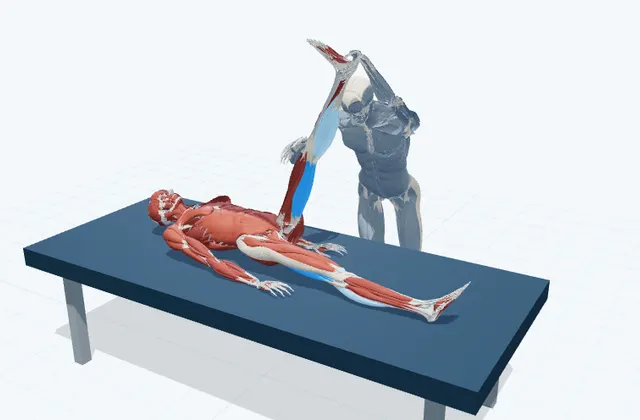 もも裏の補助ストレッチ(脚を上げる)の動作の一場面を示す3D模式図