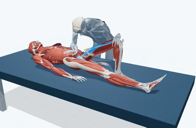 内もものPNFストレッチの動作の一場面を示す3D模式図