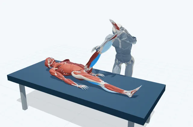 もも裏のPNFストレッチの動作の一場面を示す3D模式図