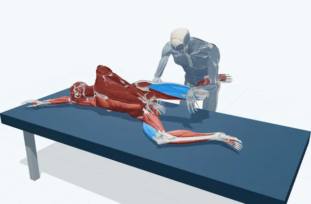 股関節の前のPNFストレッチの動作の一場面を示す3D模式図