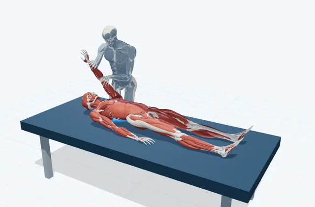 A schematic 3D view of Latissimus Dorsi PNF Stretch
