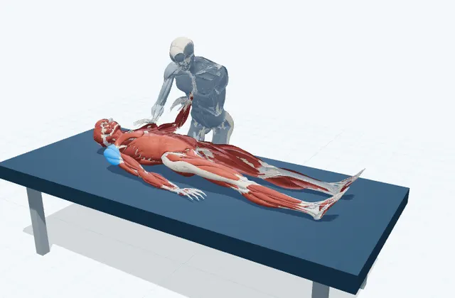 A schematic 3D view of Shoulder Internal-Rotation PNF