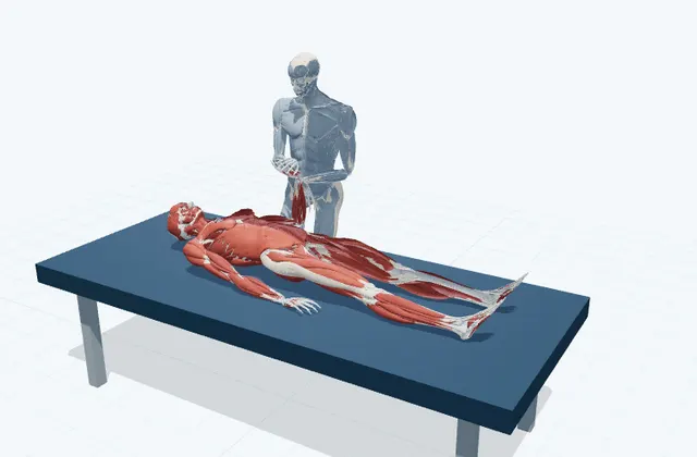 手首・前腕の補助ストレッチ(手のひら側)の動作の一場面を示す3D模式図